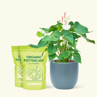 Anthurium 'White Flamingo', Medium