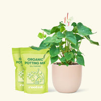 Anthurium 'White Flamingo', Medium