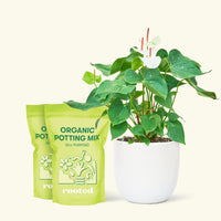 Anthurium 'White Flamingo', Medium