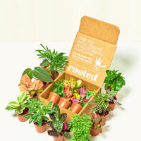 Baby Furry Friends Box + Planter Set Bundle Rooted