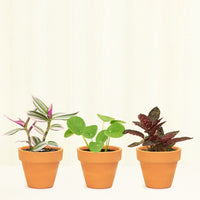 Mini Standard Terracotta Planter Set Planter Deroma Terracotta 3PK