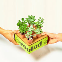 Baby Desert Box Bundle Rooted