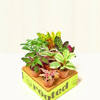 Baby Mystery Jungle Box Bundle Rooted Bright/Direct