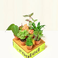 Baby Mystery Jungle Box Bundle Rooted Low/Medium