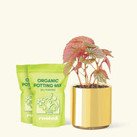 Medium Begonia Exotica in a gold cylinder pot and 2 bags of soil.