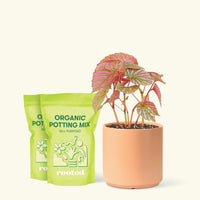 Medium Begonia Exotica in a peach cylinder pot and 2 bags of soil.