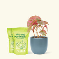 Medium Begonia Exotica in a indigo rounded pot and 2 bags of soil.