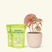 Medium Begonia Exotica in a pink rounded pot and 2 bags of soil.