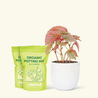 Medium Begonia Exotica in a white rounded pot and 2 bags of soil.