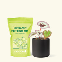 Small Begonia 'Fire Woman' in a black cylinder pot and a bag of soil.