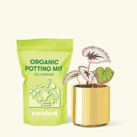 Small Begonia 'Fire Woman' in a gold cylinder pot and a bag of soil.