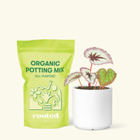 Small Begonia 'Fire Woman' in a white cylinder pot and a bag of soil.