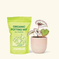 Small Begonia 'Fire Woman' in a pink round pot and a bag of soil.