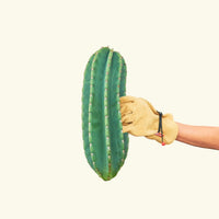 Peruvian Apple Cactus