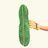 Peruvian Apple Cactus