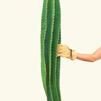 Peruvian Apple Cactus