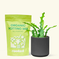 A bag of Organic Potting Mix to the left of a Fishbone Cactus in a black cylinder ceramic pot.