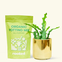 A bag of Organic Potting Mix to the left of a Fishbone Cactus in a gold cylinder ceramic pot.