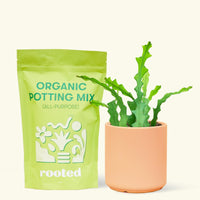 A bag of Organic Potting Mix to the left of a Fishbone Cactus in a peach cylinder ceramic pot.