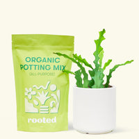 A bag of Organic Potting Mix to the left of a Fishbone Cactus in a white cylinder ceramic pot.