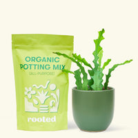 A bag of Organic Potting Mix to the left of a Fishbone Cactus in a forest rounded ceramic pot.