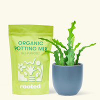 A bag of Organic Potting Mix to the left of a Fishbone Cactus in a indigo rounded ceramic pot.