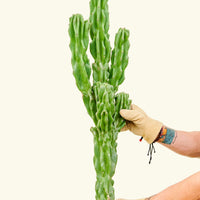 Monstrose Cactus