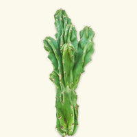 Monstrose Cactus
