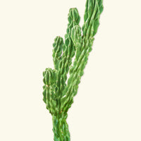 Monstrose Cactus