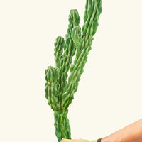 Monstrose Cactus