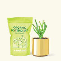 Small Pencil Cactus (Euphorbia tirucalli) in a gold cylinder pot and a bag of soil.
