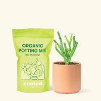 Small Pencil Cactus (Euphorbia tirucalli) in a peach cylinder pot and a bag of soil.