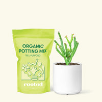 Small Pencil Cactus (Euphorbia tirucalli) in a white cylinder pot and a bag of soil.