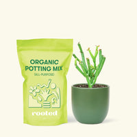 Small Pencil Cactus (Euphorbia tirucalli) in a green rounded pot and a bag of soil.