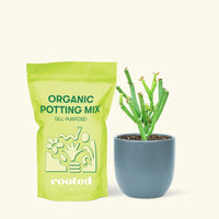 Small Pencil Cactus (Euphorbia tirucalli) in a indigo rounded pot and a bag of soil.