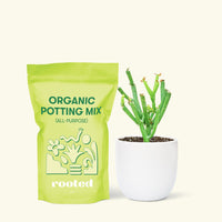 Small Pencil Cactus (Euphorbia tirucalli) in a white rounded pot and a bag of soil.