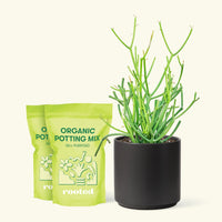 Medium Pencil Cactus (Euphorbia tirucalli) in a black cylinder pot and two bag of soil.