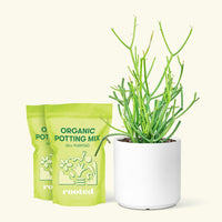 Medium Pencil Cactus (Euphorbia tirucalli) in a white cylinder pot and two bag of soil.