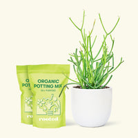 Medium Pencil Cactus (Euphorbia tirucalli) in a white rounded pot and two bag of soil.