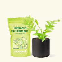 Small Sharktooth Fern (Selenicereus chrysocardium) in a black cylinder pot and a bag of soil.