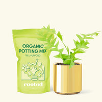 Small Sharktooth Fern (Selenicereus chrysocardium) in a gold cylinder pot and a bag of soil.