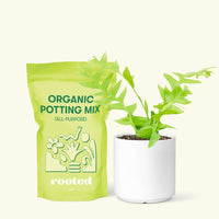 Small Sharktooth Fern (Selenicereus chrysocardium) in a white cylinder pot and a bag of soil.