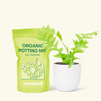 Small Sharktooth Fern (Selenicereus chrysocardium) in a white rounded pot and a bag of soil.