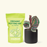 Small Calathea 'Dottie' in a black cylinder pot and a bag of soil.