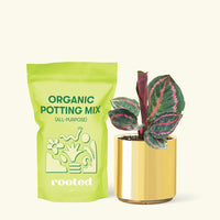 Small Calathea 'Dottie' in a gold cylinder pot and a bag of soil.