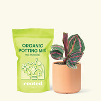 Small Calathea 'Dottie' in a peach cylinder pot and a bag of soil.