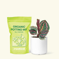 Small Calathea 'Dottie' in a white cylinder pot and a bag of soil.