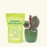Small Calathea 'Dottie' in a green rounded pot and a bag of soil.