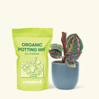 Small Calathea 'Dottie' in a indigo rounded pot and a bag of soil.