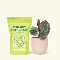 Small Calathea 'Dottie' in a pink rounded pot and a bag of soil.